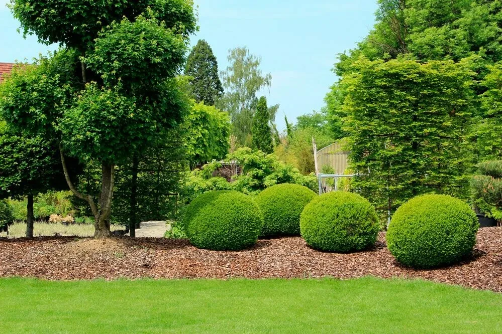 Tree & Shrub Planting