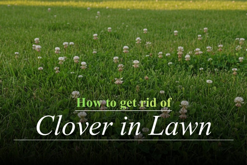 How to Get Rid of Clover in Lawn the Right Way for a Healthier Greener Yard