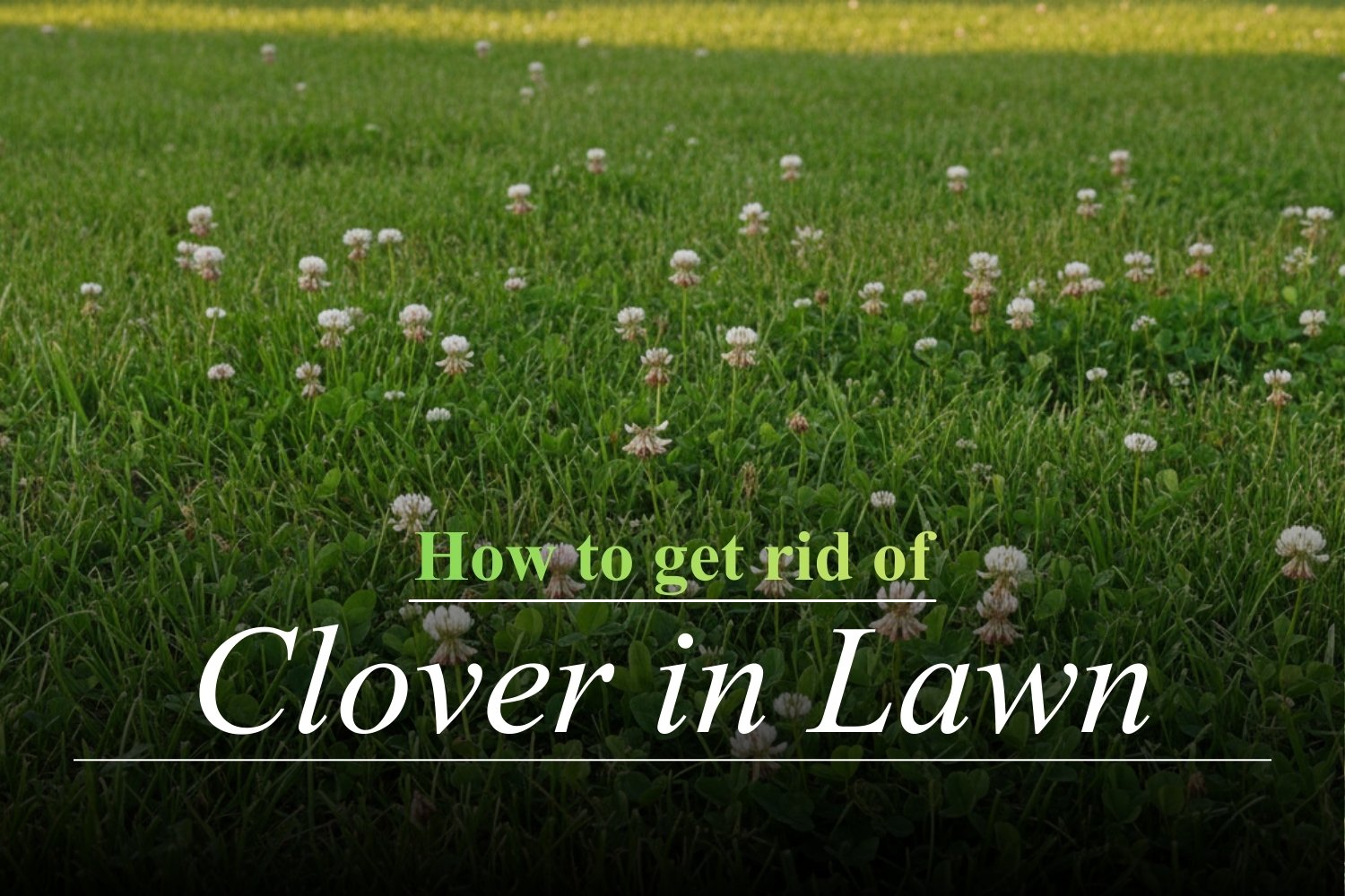 how to get rid of clover in lawn